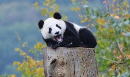 娱乐吃瓜熊猫视频下载,娱乐瞬间尽收眼底